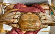 Giá cua gạch tăng 200.000 đồng/kg trong những ngày nghỉ lễ