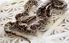 Kỳ lạ trăn 2 đầu ở Cà Mau, bán 19 triệu đồng