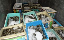Cà Mau: Phạt thương lái vận chuyển tôm có tạp chất 60 triệu đồng