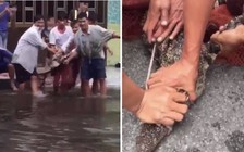 Cà Mau: Cá sấu bò lên sân nhà, người dân vây bắt