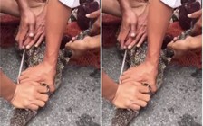 Cà Mau: Bắt 2 con cá sấu sổng chuồng