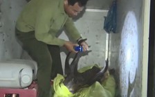 Cà Mau: Phạt 65 triệu đồng người giết, xẻ thịt nai rừng