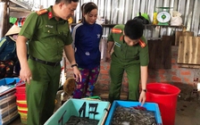 Cà Mau: Phạt 70 triệu đồng thương lái thu gom tôm sú nguyên liệu chứa tạp chất