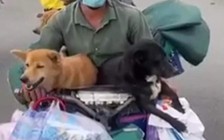 Cà Mau: Tiêu hủy đàn chó do áp lực về phòng chống dịch và người dân ?