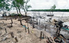 Cà Mau: Tuyến biển đê Đông có 7 vị trí sạt lở đặc biệt nghiêm trọng