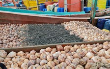 Nạn mất ốc bẫy mực vẫn tiếp diễn trên vùng biển Cà Mau
