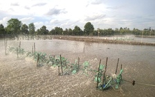 Giá xăng tăng, giá vật tư leo thang, người nuôi tôm Cà Mau ngại tái vụ