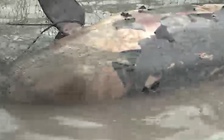 Cà Mau: Ngư dân chôn xác cá voi trôi dạt vào bờ biển