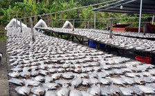Tất bật những mẻ khô cá bổi ngày giáp tết