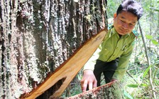Công an Quảng Nam họp báo về vụ án phá rừng pơ mu