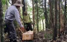 Thêm 5 nghi phạm vận chuyển gỗ thuê vụ 'phá rừng pơ mu' ra đầu thú
