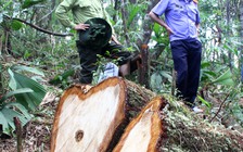 Vụ phá rừng pơ mu: Cảnh cáo Đồn trưởng biên phòng và Chi cục trưởng hải quan