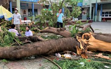 TP.HCM tổng rà soát cây xanh trên đường phố, trường học, bệnh viện và công sở