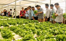 TP.HCM đề xuất hơn 840 tỉ đồng làm dự án thực phẩm nông nghiệp an toàn