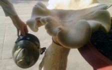 Phát hiện cây nấm mối khổng lồ nặng 6,5kg