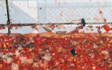 Kinh hoàng giòi to bằng đầu đũa bò lúc nhúc trong tương ớt