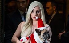 Lady Gaga treo thưởng nửa triệu USD để chuộc chó cưng bị cướp