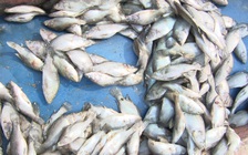 Cá chết hàng loạt tại biển Vũng Áng do ô nhiễm nguồn nước
