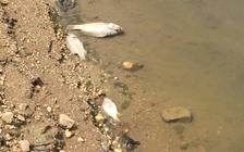Cá chết trắng bụng trên đập Khe Bò