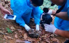 Phát hiện thi thể đang phân hủy trên đèo Chuối