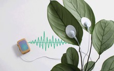 Nấm ảo giác biết... phát nhạc