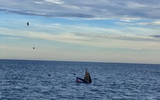 Bình Định: Bầy cá voi xanh lại về gần bờ