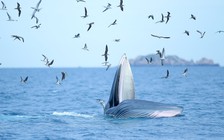 Các nhà khoa học đến Bình Định khảo sát cá voi ở biển Đề Gi