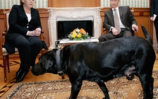 Ông Putin bác tin thả chó cưng dọa bà Merkel