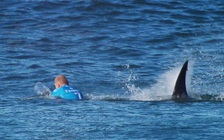 Năm 2015 chứng kiến 98 vụ cá mập tấn công người