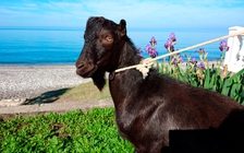 Vườn thú Nga nhận nuôi dê đen tên Obama