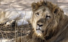 Ấn Độ: Sư tử bị ‘tù chung thân’ trong sở thú vì tội ăn thịt người