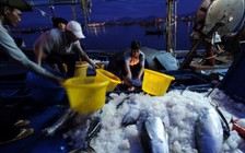 Úc phạt tù 30 ngư dân Việt Nam đánh bắt trái phép