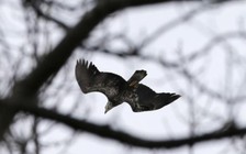 Cảnh sát Hà Lan dùng chim đại bàng chặn thiết bị bay tự hành