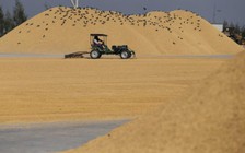 Hải quân Thái Lan mua gạo của nông dân, hỗ trợ thu hoạch