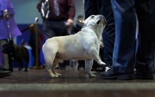 Chó cắn chết người gây tranh cãi ở Hàn Quốc