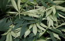 Mỹ 'cất vó' trên 100 căn hộ trồng cần sa của người Trung Quốc