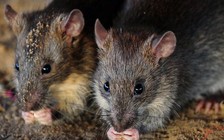 Chuột đột nhập máy ATM, nhai nát 17.600 USD ở Ấn Độ