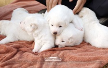 Tin vui từ ‘món quà hòa bình’ mà nhà lãnh đạo Kim đã tặng Tổng thống Moon