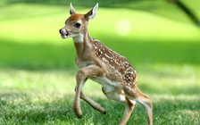 Hình phạt lạ: giết hàng trăm con nai, phải xem phim hoạt hình Bambi trong tù