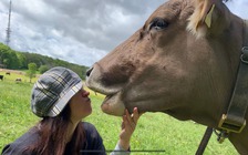 ‘Thử thách hôn bò cái’ vì sao nguy hiểm?