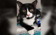 Mèo 'cao số' sống sót dù bị quay 30 phút trong máy giặt