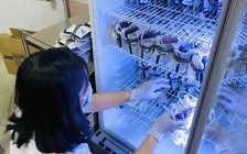 Viện Tim TP.HCM ngưng nhận máu trực tiếp từ người hiến