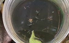 Tình hình dịch bệnh mới nhất tại TP.HCM ngày 11.12