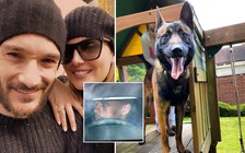 Giới cầu thủ Ngoại hạng Anh mua chó để bảo vệ gia đình trước nạn trộm cướp