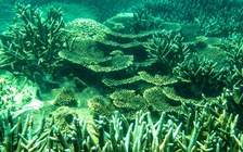 'Choáng' với cột san hô khổng lồ khi lặn biển ở Côn Đảo