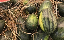 Trái cây xuất sang Trung Quốc phải đóng thùng giấy