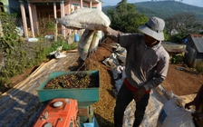 Giá cà phê đồng loạt giảm, tiêu chưa có dấu hiệu hồi phục