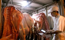 Giá heo giống tăng mạnh theo ‘bão’ giá heo hơi