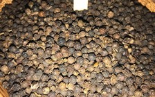 Giá tiêu tiếp đà giảm