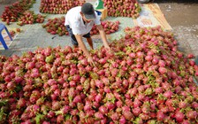 Bất chấp khuyến cáo, nông sản vẫn ùn ùn chở lên cửa khẩu